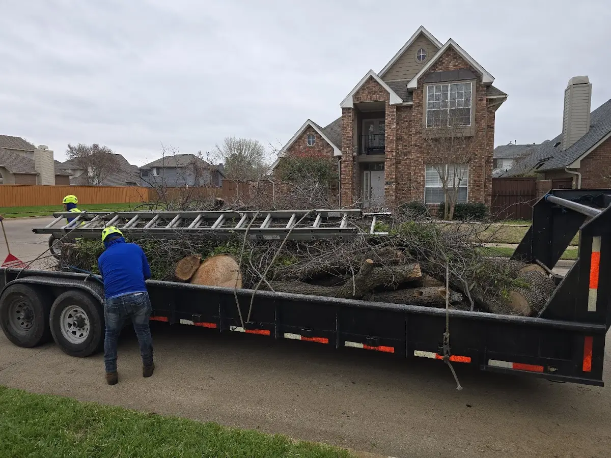 Expert Tree Removal with proper safety equipment in Dexter